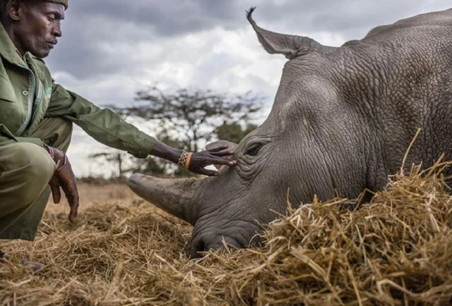 Loài vật quý hiếm bậc nhất hành tinh, cả thế giới chỉ có 2 cá thể sống "khổng lồ" - Ảnh 2.