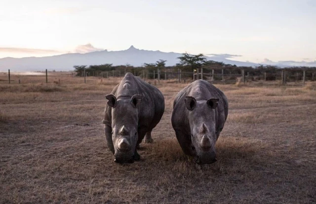 Loài vật quý hiếm bậc nhất hành tinh, cả thế giới chỉ có 2 cá thể sống "khổng lồ" - Ảnh 1.