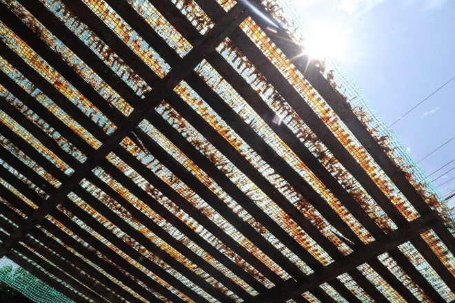 "Vũ nữ chân dài" giá hơn nửa triệu đồng/kg vẫn hút khách dịp Tết - Ảnh 6.