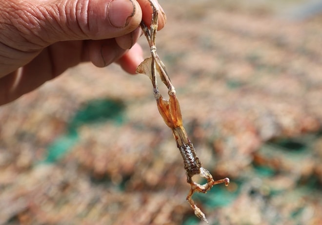 "Vũ nữ chân dài" giá hơn nửa triệu đồng/kg vẫn hút khách dịp Tết - Ảnh 3.