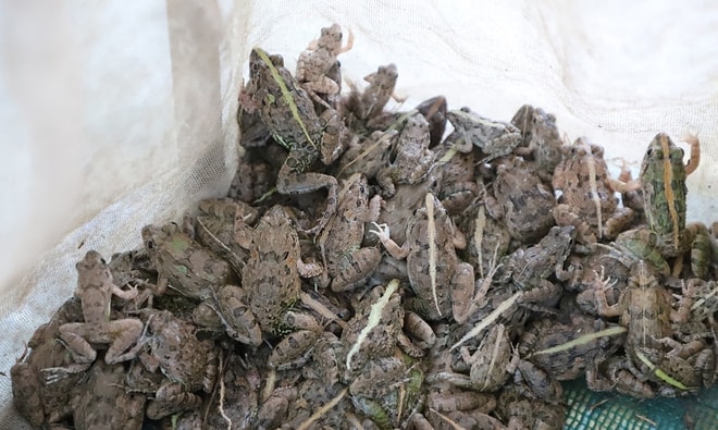 "Vũ nữ chân dài" giá hơn nửa triệu đồng/kg vẫn hút khách dịp Tết - Ảnh 2.