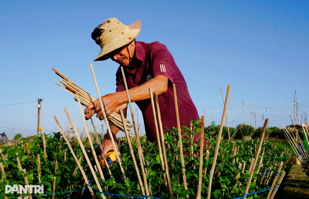 Làng hoa hút hàng trước Tết, người dân chỉ mong gỡ vốn sau bão lũ - 3
