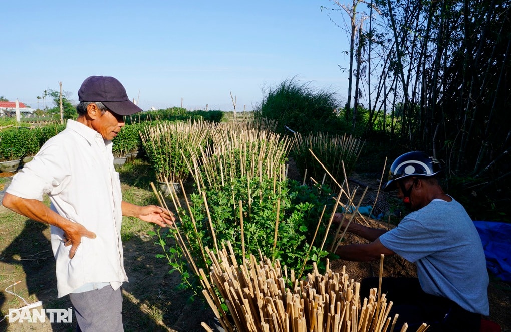 Làng hoa hút hàng trước Tết, người dân chỉ mong gỡ vốn sau bão lũ - 2