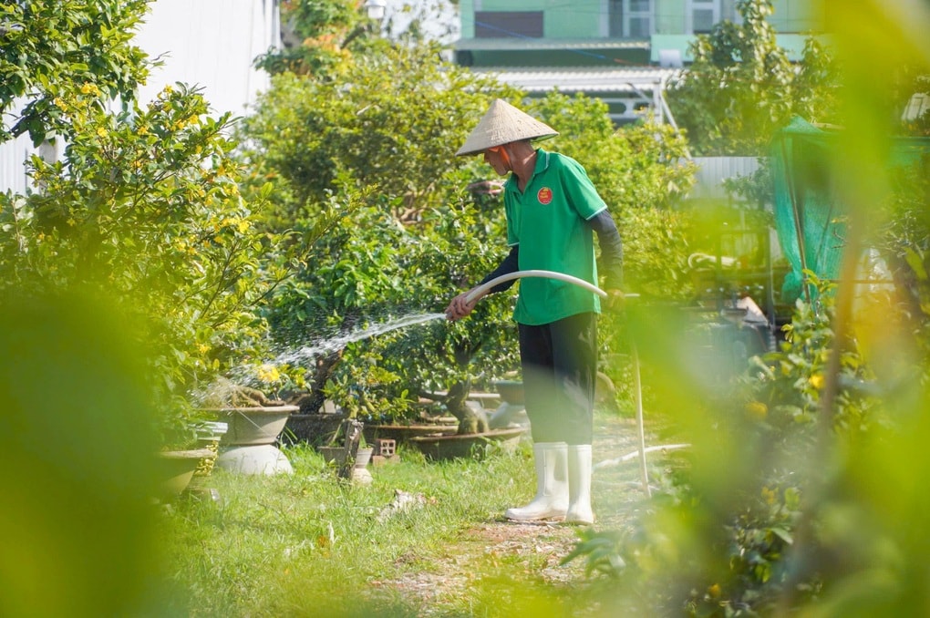 Nữ chủ vườn thu 300 triệu đồng/tháng nhờ livestream bán mai - 3