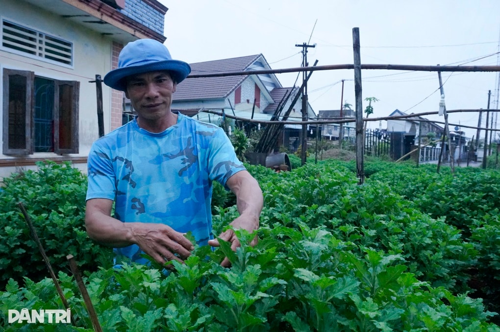 Làng hoa hút hàng trước Tết, người dân chỉ mong gỡ vốn sau bão lũ - 1