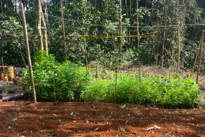 Trồng hàng trăm cây cần sa trái phép trong rừng