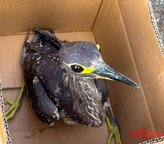 Đi câu cá, người đàn ông bắt được con chim "bí ẩn" - Ảnh 1.