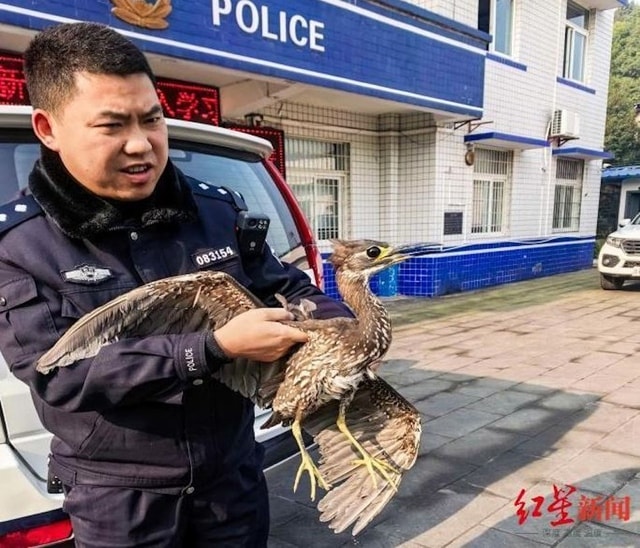 Đi câu cá, người đàn ông bắt được con chim "bí ẩn" - Ảnh 2.