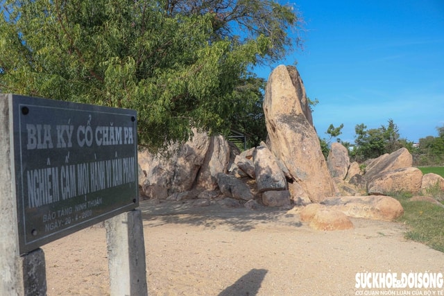 Tấm bia đá khắc chữ Chăm cổ phơi nắng gió giữa cánh đồng cần được bảo tồn- Ảnh 4.