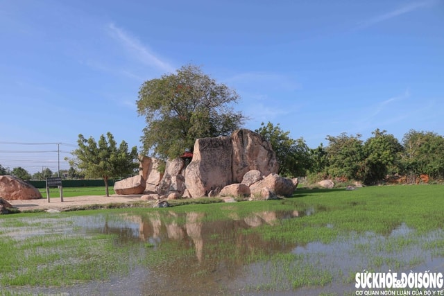 Tấm bia đá khắc chữ Chăm cổ phơi nắng gió giữa cánh đồng cần được bảo tồn- Ảnh 2.