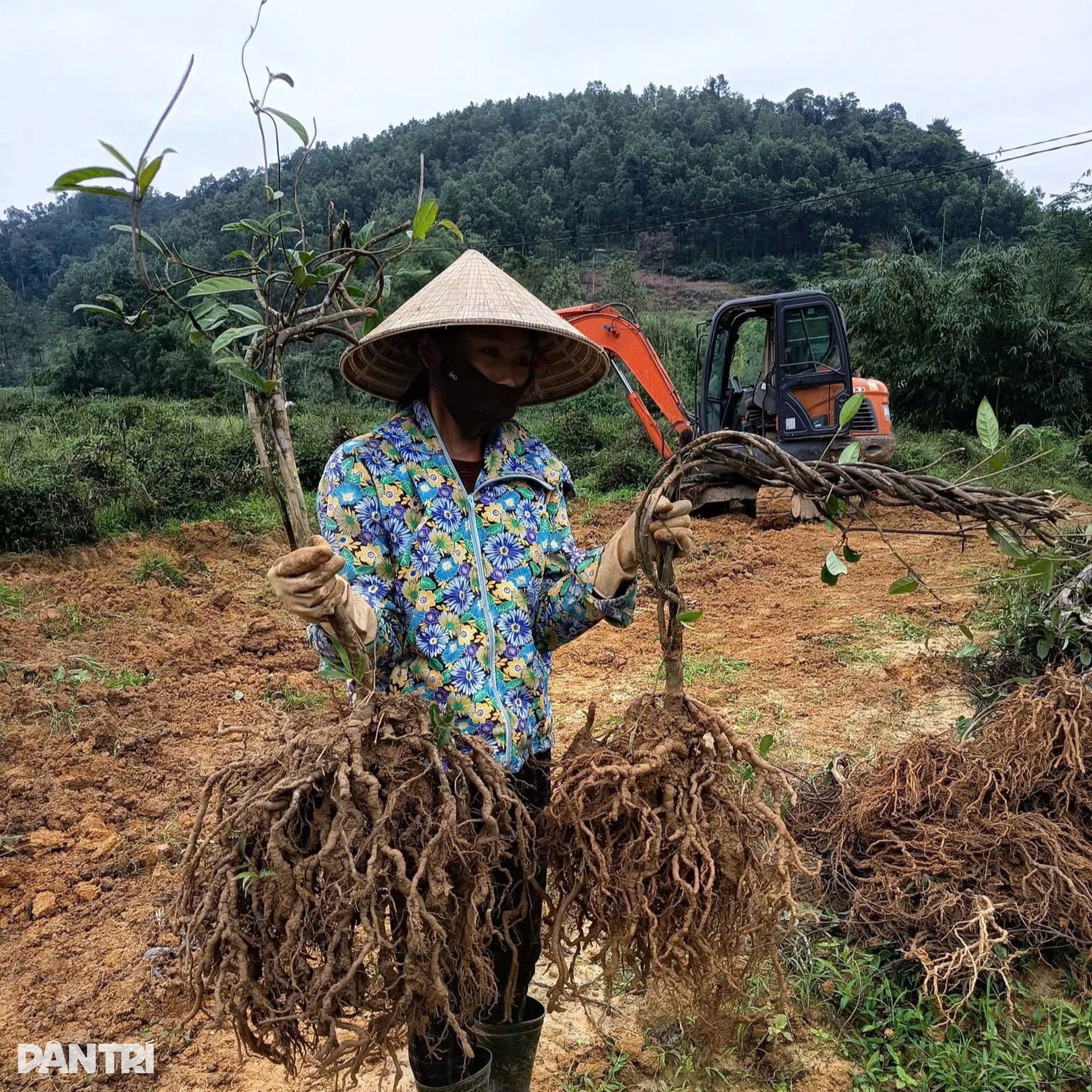 Anh nông dân với cú liều đưa cây thần dược về vùng đất hoang - 6