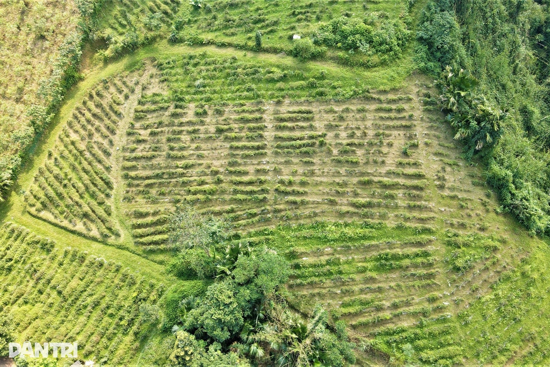 Anh nông dân với cú liều đưa cây thần dược về vùng đất hoang - 5