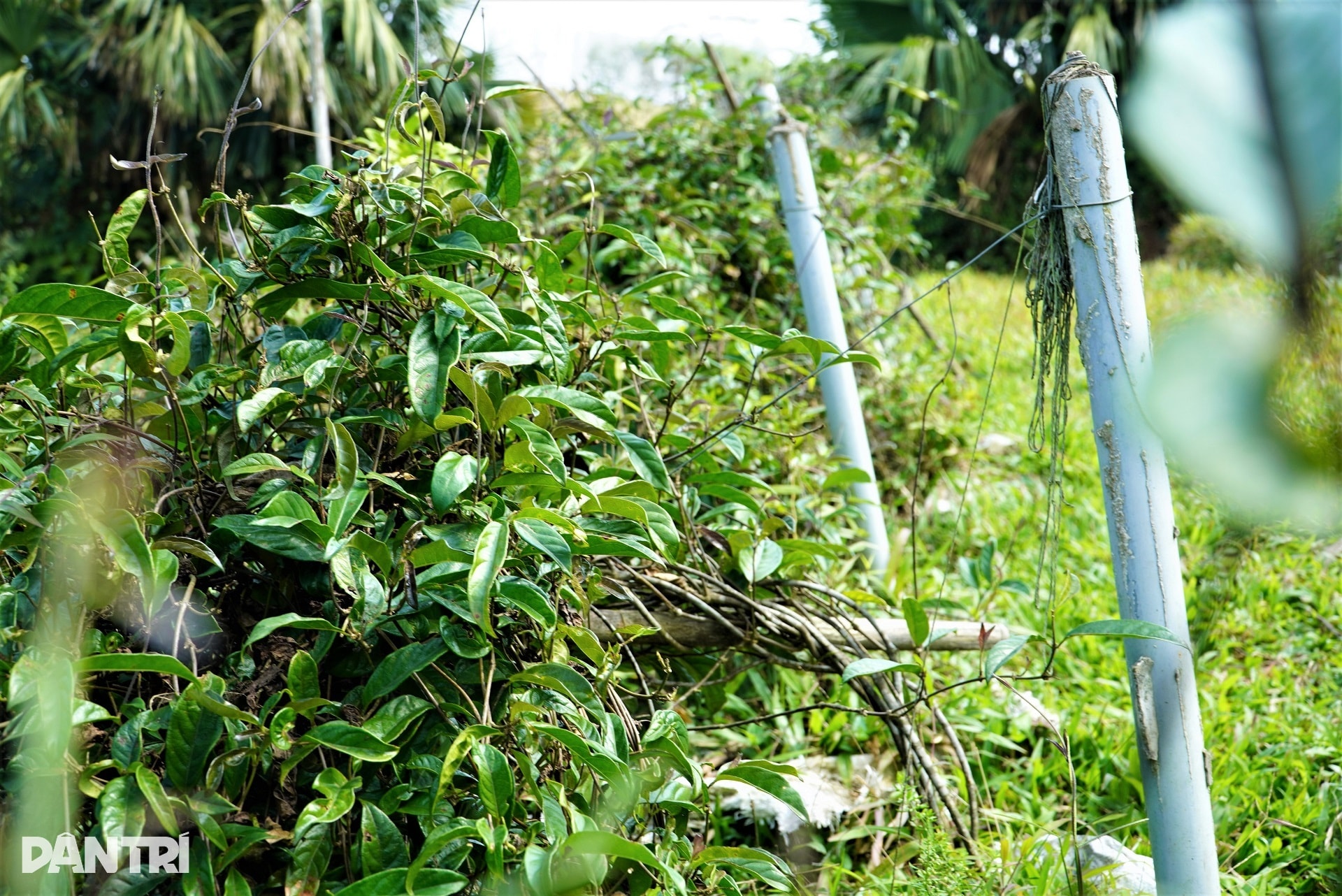 Anh nông dân với cú liều đưa cây thần dược về vùng đất hoang - 3