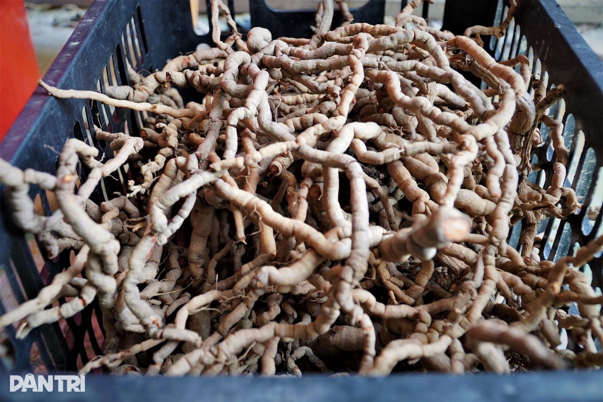 Anh nông dân với cú liều đưa cây thần dược về vùng đất hoang - 11