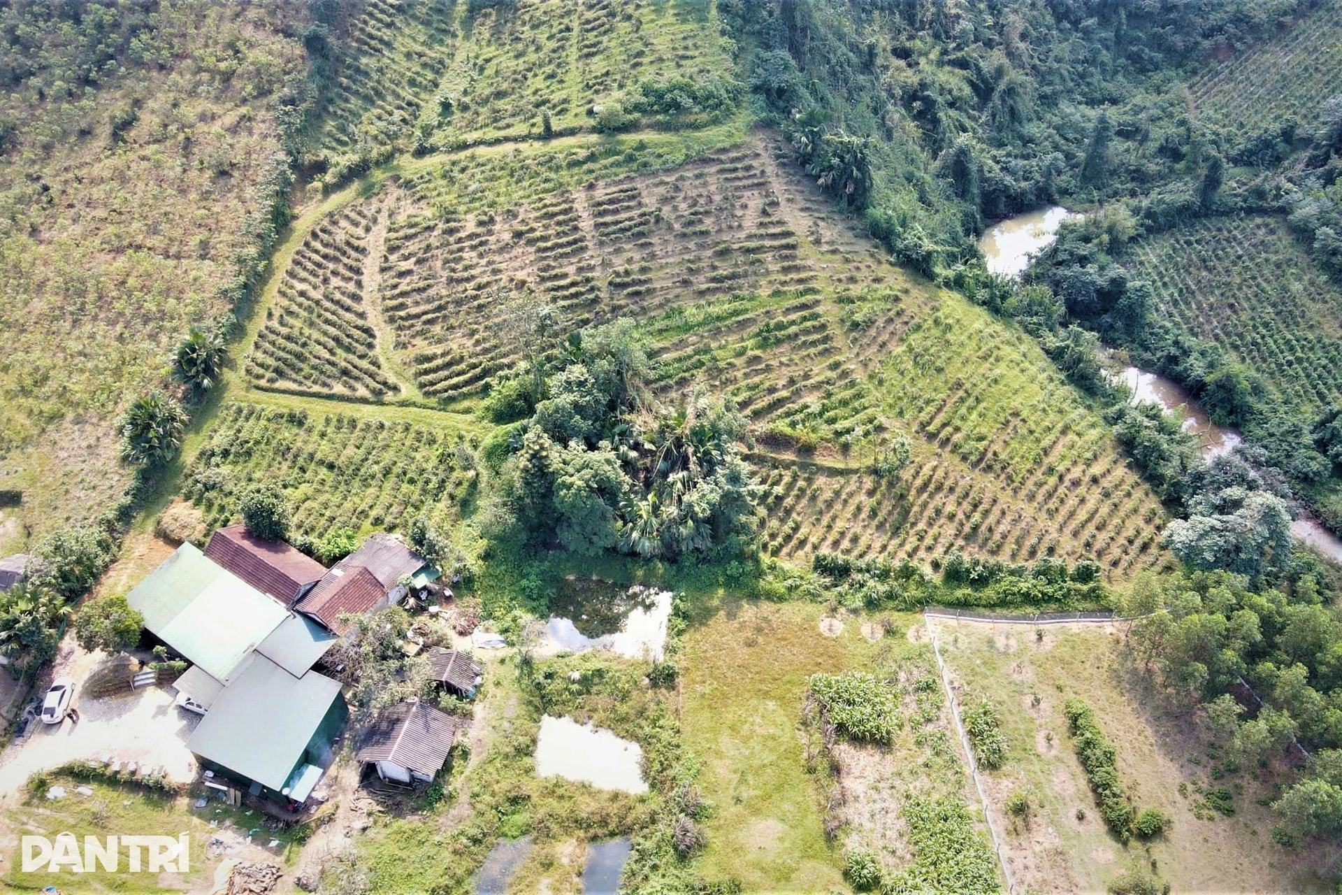 Anh nông dân với cú liều đưa cây thần dược về vùng đất hoang - 1