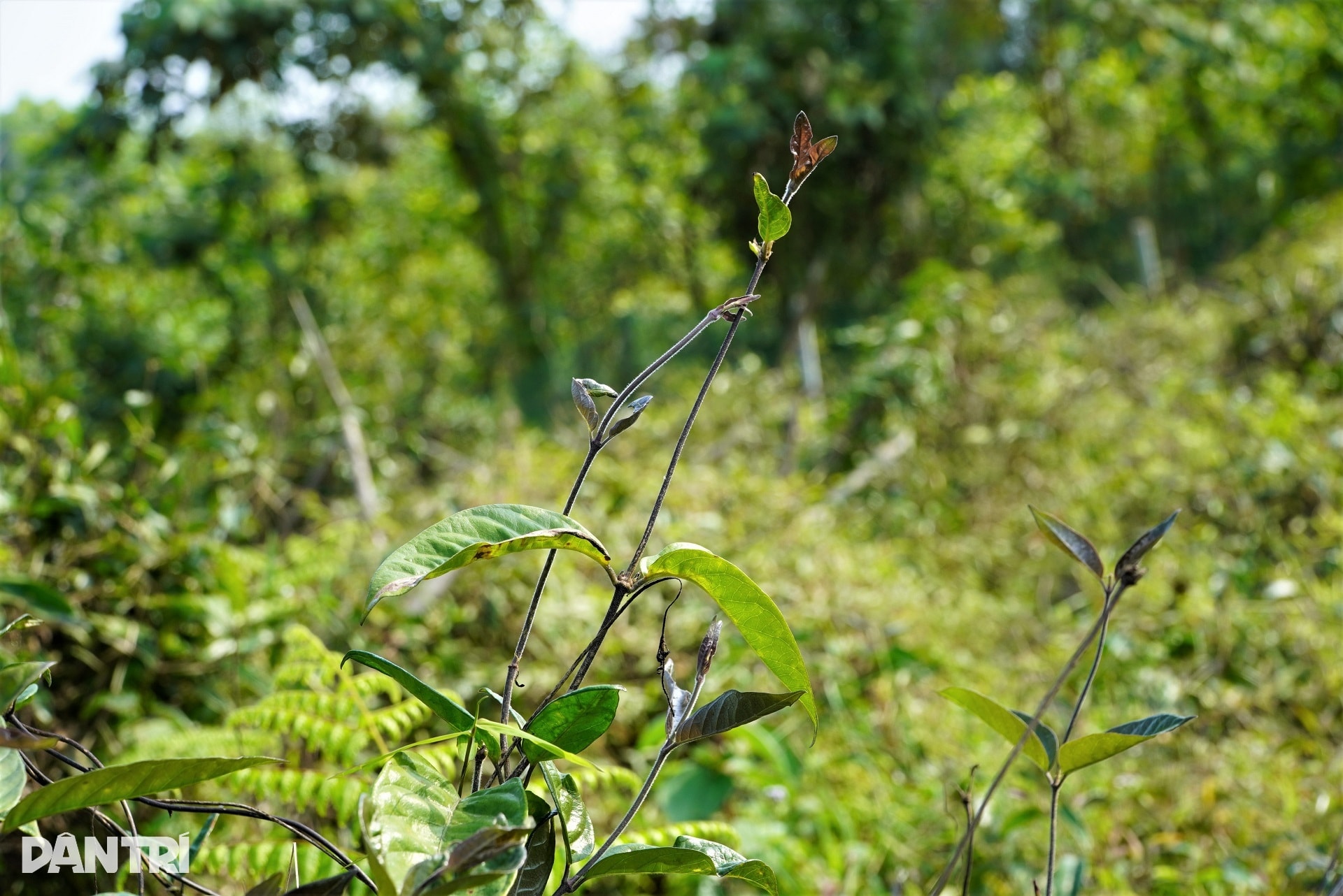 Anh nông dân với cú liều đưa cây thần dược về vùng đất hoang - 4