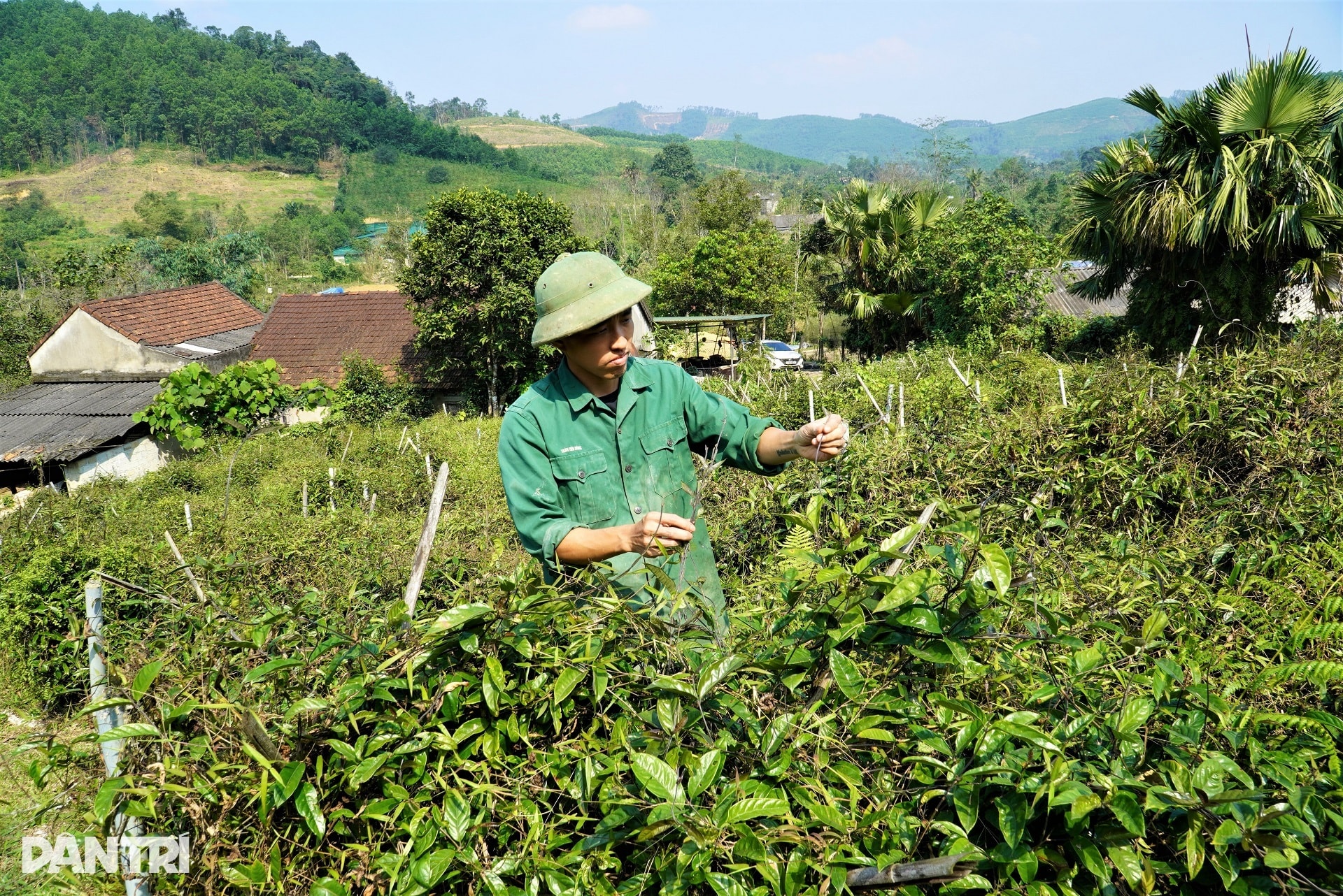 Anh nông dân với cú liều đưa cây thần dược về vùng đất hoang - 2