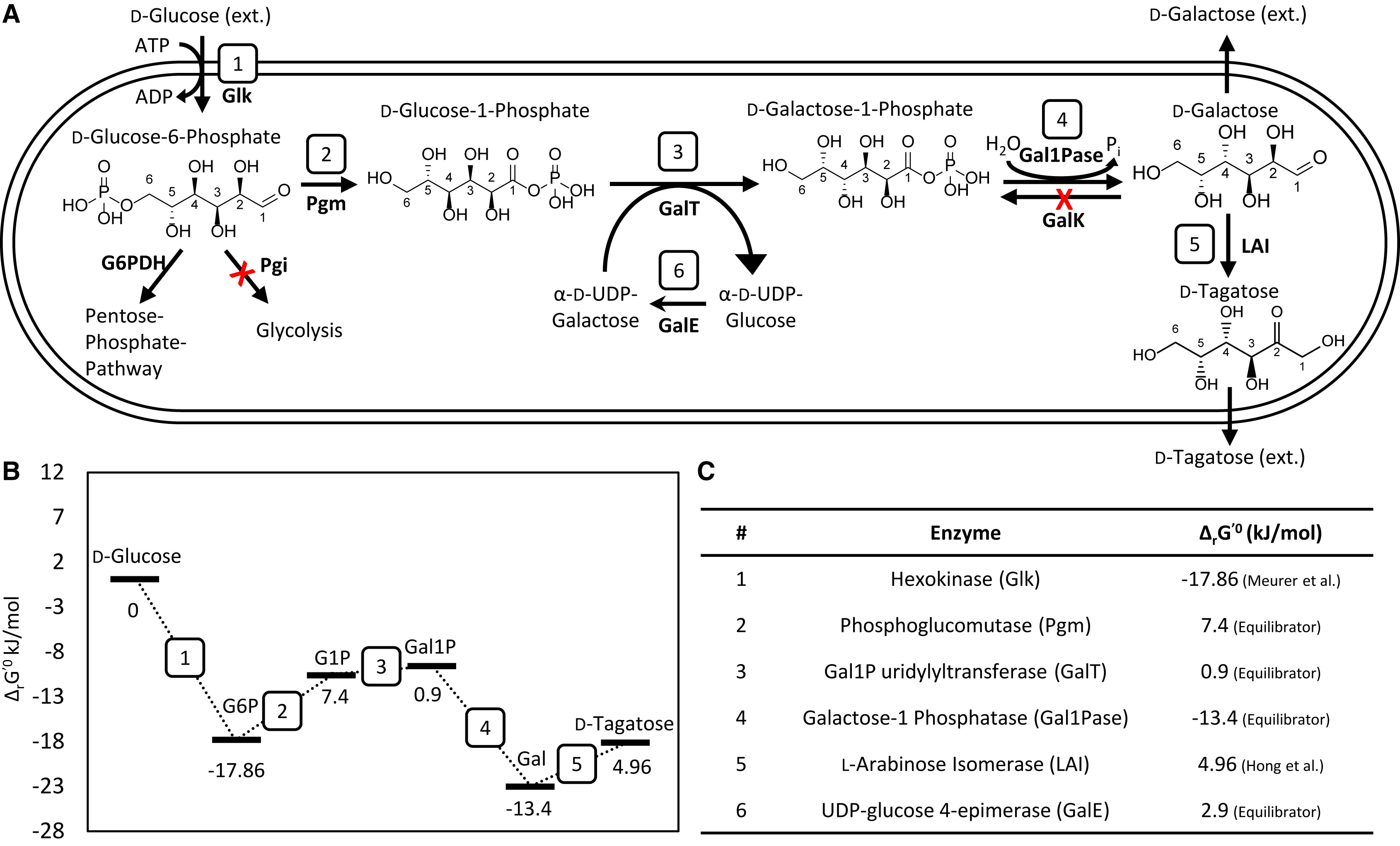 lo-trinh-sinh-tong-hop-duoc-de-xuat-tu-glucose-den-tagatose-bang-cach-dao-nguoc-con-duong-leloir..png
