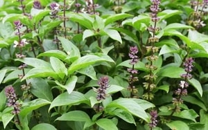 Đặc sản xứ Nghệ: "Bổ hơn sâm" làm nhiều món ngon, bổ, là di sản văn hóa phi vật thể quốc gia - Ảnh 9.