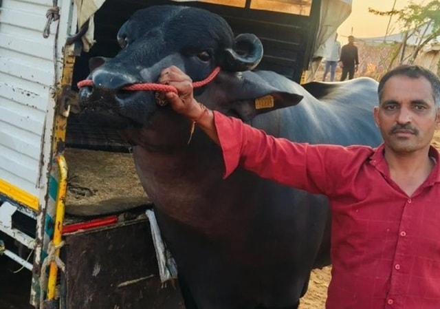Con trâu màu đen khổng lồ có giá 60 tỷ đồng, chủ vẫn chưa ưng bán - Ảnh 1.