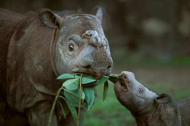 Loài vật quý hiếm bậc nhất hành tinh, cả thế giới còn 50 cá thể - Ảnh 4.