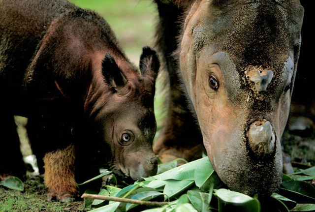 Loài vật quý hiếm bậc nhất hành tinh, cả thế giới còn 50 cá thể - Ảnh 2.