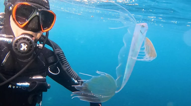 Đang đi bơi, người đàn ông phát hiện loài cá "quý hiếm nhất thế giới" - Ảnh 1.