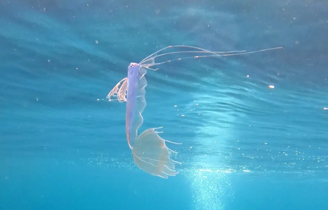 Đang đi bơi, người đàn ông phát hiện loài cá "quý hiếm nhất thế giới" - Ảnh 2.