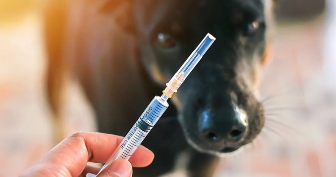 Người dân cần chủ động tiêm vaccine khi bị chó, mèo cắn đề phòng bệnh dại. Ảnh: reddit