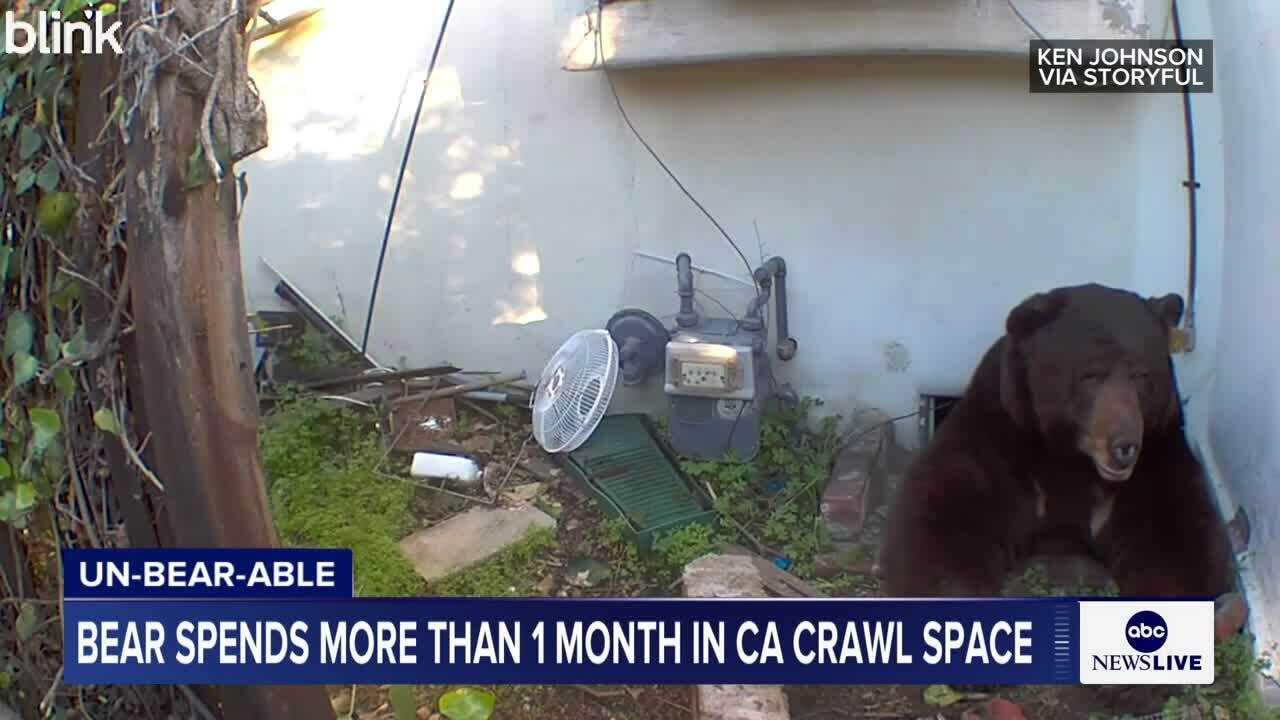 Một tháng sống chung với con gấu 260 kg dưới gầm nhà