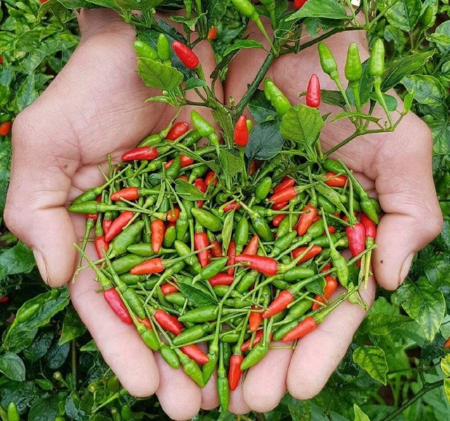 Mỹ đánh giá loại quả "tốt nhất thế giới", ở chợ Việt bán rẻ vài chục nghìn - Ảnh 3.