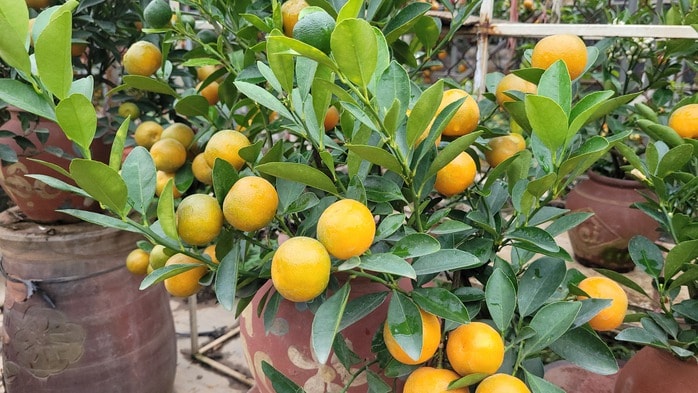 Quất bonsai mini giá rẻ cho Tết Nguyên đán 2026 , lựa chọn hoàn hảo cho không gian sống - Ảnh 2. Quất bonsai mini giá rẻ cho Tết Nguyên đán 2026 , lựa chọn hoàn hảo cho không gian sống - Ảnh 2.