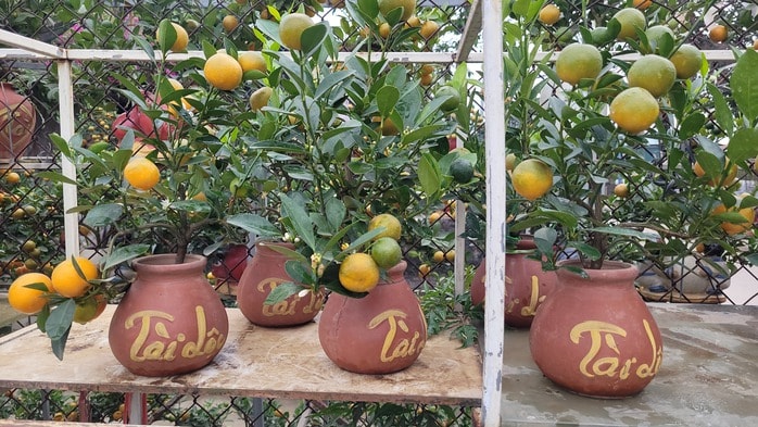 Quất bonsai mini giá rẻ cho Tết Nguyên đán 2026 , lựa chọn hoàn hảo cho không gian sống - Ảnh 3. Quất bonsai mini giá rẻ cho Tết Nguyên đán 2026 , lựa chọn hoàn hảo cho không gian sống - Ảnh 3.