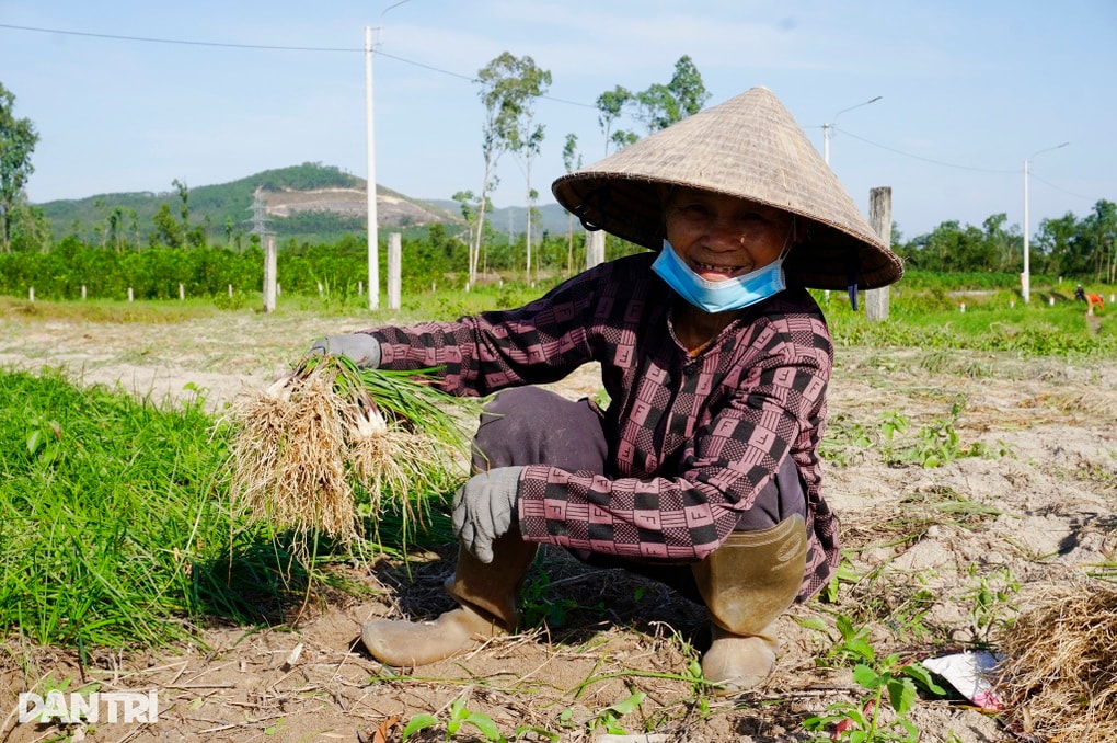 Niềm vui kép của nông dân trồng kiệu - 2 Niềm vui kép của nông dân trồng kiệu - 2