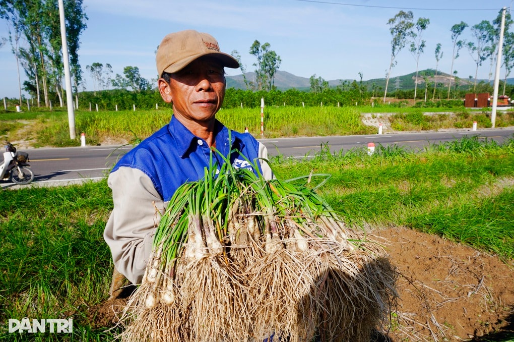 Niềm vui kép của nông dân trồng kiệu - 1 Niềm vui kép của nông dân trồng kiệu - 1