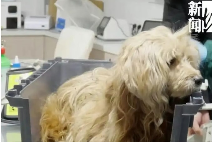 Chú chó được đưa đến bệnh viện thú y sau khi. Ảnh: QQ