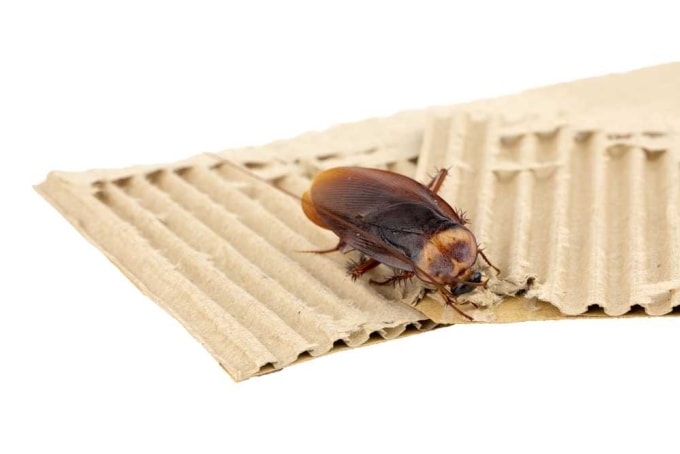 Các loài gián rất thích ẩn nấp và đẻ trong các lớp sóng của thùng carton. Ảnh minh họa: Pest Care UAE