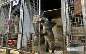 Nông dân Nghệ An nuôi con đặc sản “cổ ngắn” giá cao,  nhà hàng tranh nhau không có bán - Ảnh 4.