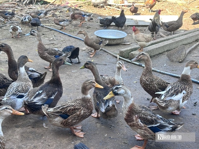 Nông dân Nghệ An nuôi con đặc sản “cổ ngắn” giá cao,  nhà hàng tranh nhau mua - Ảnh 1.