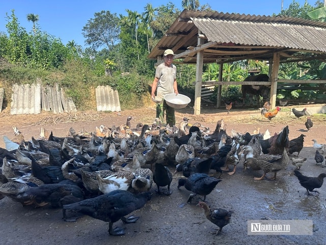 Nông dân Nghệ An nuôi con đặc sản “cổ ngắn” giá cao,  nhà hàng tranh nhau mua - Ảnh 2.