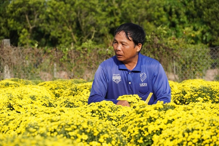 Nông dân Sa Đéc lo lắng vì hoa cúc nở sớm bất thường trước Tết Bính Ngọ 2026 - Ảnh 2.
