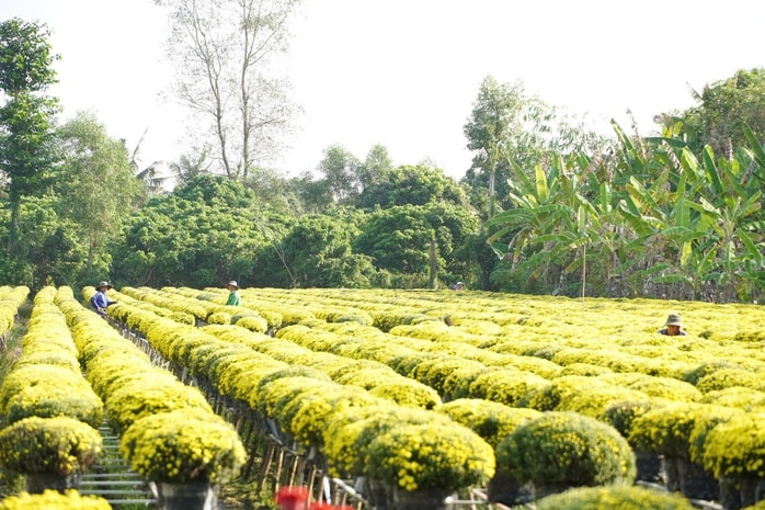 Nông dân Sa Đéc lo lắng vì hoa cúc nở sớm bất thường trước Tết Bính Ngọ 2026 - Ảnh 1.