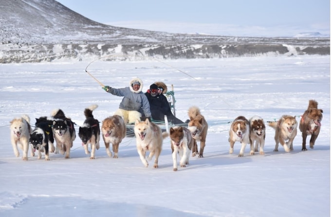 Người điều khiển xe chó kéo tham dự cuộc đua năm 2021 ở Greenland. Ảnh: Wikipedia