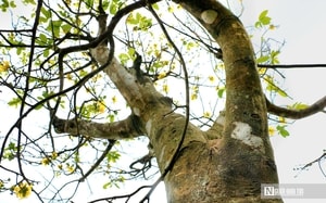 Vì sao tháng 12 Âm lịch có tên "tháng củ mật" với nhiều lời khuyên nên cẩn thận - Ảnh 3.