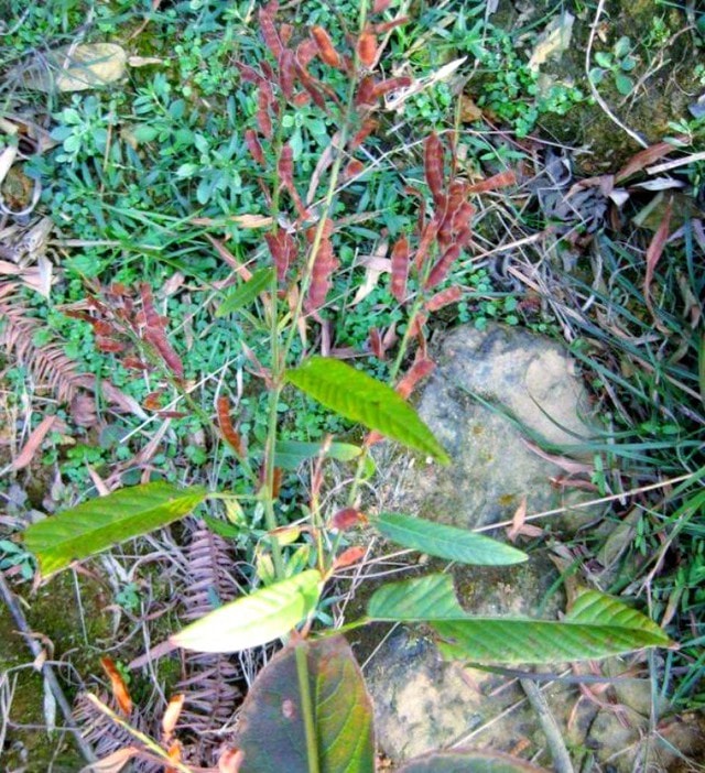 Ra bờ suối hái cây dại "côn trùng" mà kiếm bộn tiền, hơn 500.000 đồng/kg - Ảnh 1.