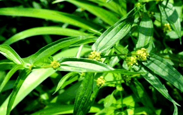 Ra bờ suối hái cây dại "côn trùng" mà kiếm bộn tiền, hơn 500.000 đồng/kg - Ảnh 2.