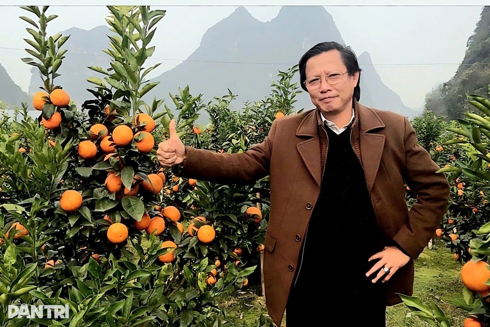 Người kết duyên quýt Jeju với chanh rừng ở thung lũng đá vôi Phủ Quỳ - 1