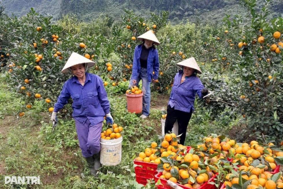 Người kết duyên quýt Jeju với chanh rừng ở thung lũng đá vôi Phủ Quỳ - 2