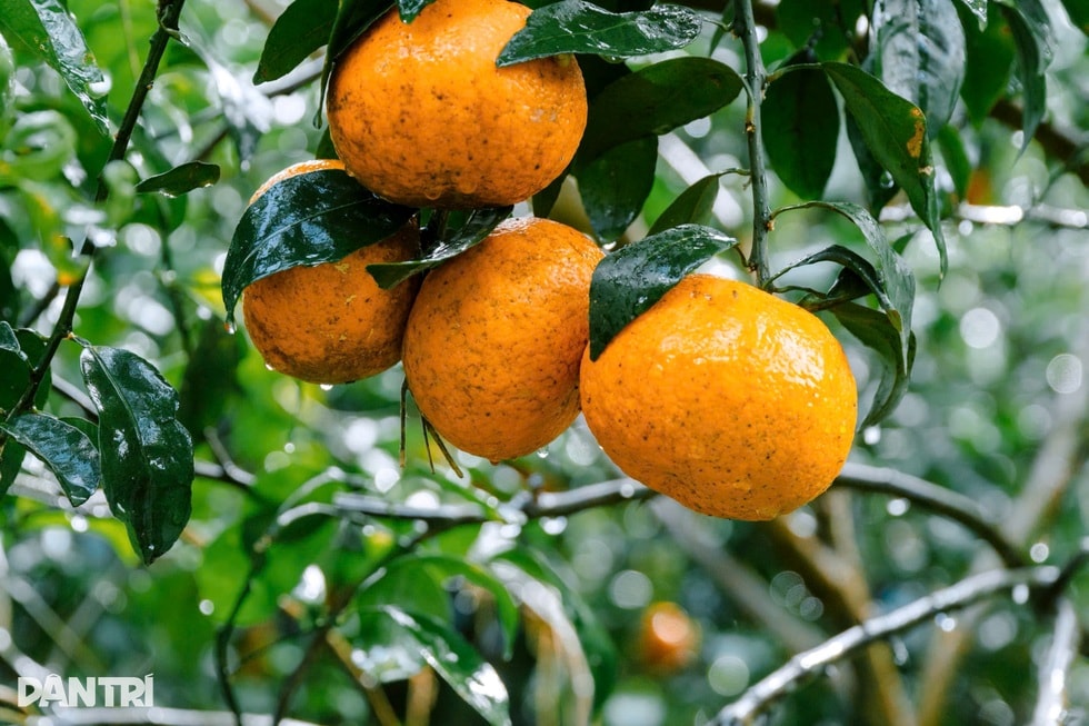 Người kết duyên quýt Jeju với chanh rừng ở thung lũng đá vôi Phủ Quỳ - 3