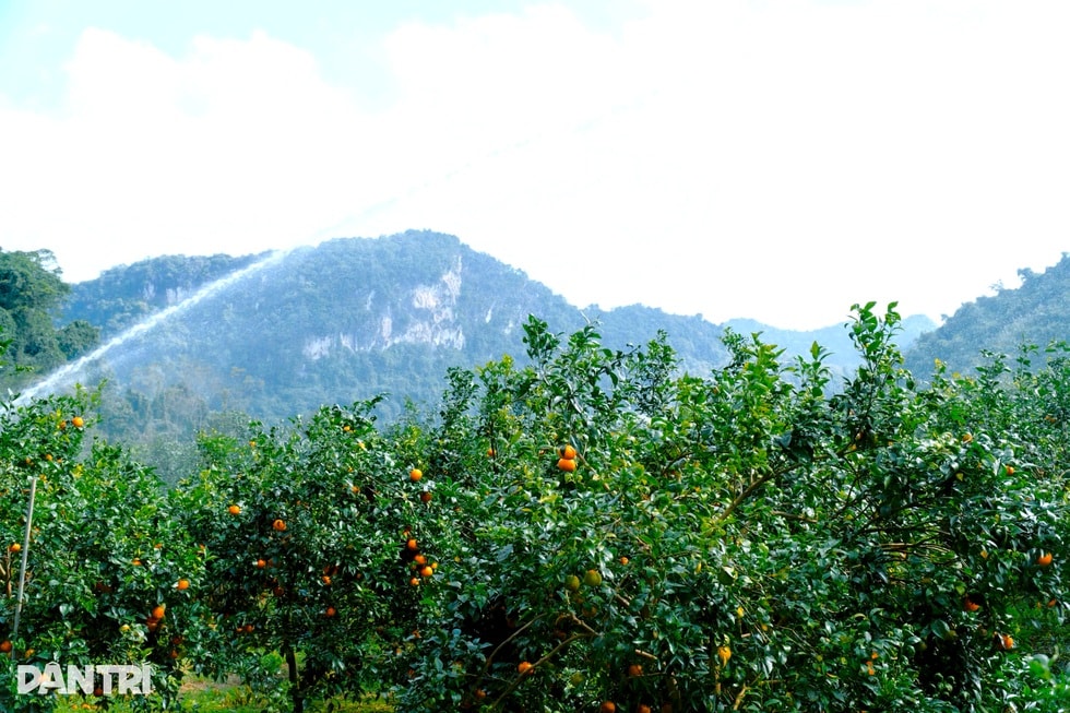 Người kết duyên quýt Jeju với chanh rừng ở thung lũng đá vôi Phủ Quỳ - 6